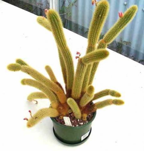 Hildewinteria_aureispina